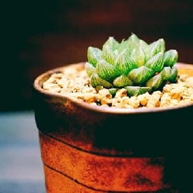 栀蓝的头像