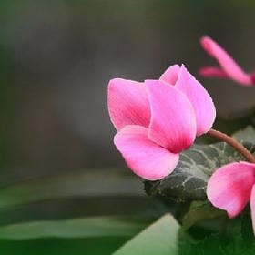 崇凛的头像