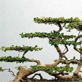 书成的头像