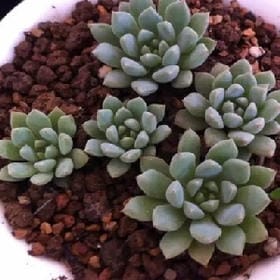 共醉的头像