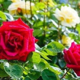 萌气满分的头像