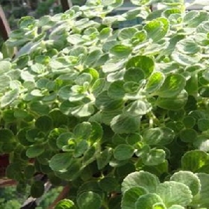 古怪软萌妹的头像