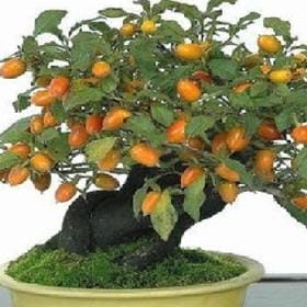 神宠的女孩的头像