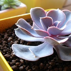 耳根太软的头像