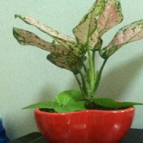 招摇撞骗的头像