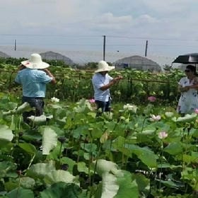 染指红颜冷的头像