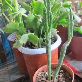 悠悠桃花甜的头像