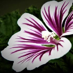 共眼前无憾的头像