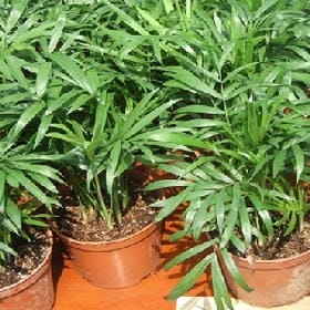 草莓果的爱的头像