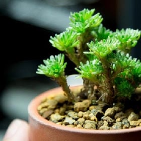 淡墨文竹的头像