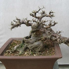 蓝色的梦的头像