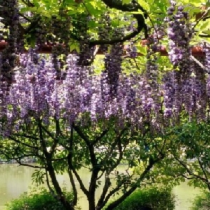 醉美人间的头像