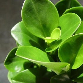 夏末終年的头像