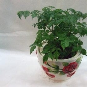 命由己造的头像