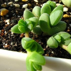芳龄十八的头像