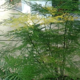 红酒名媛的头像