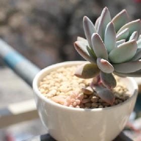 ヘ有難同當的头像