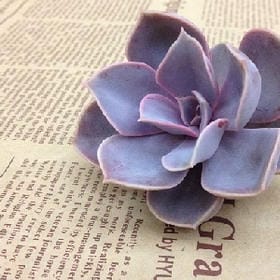 水清浅蓝的头像
