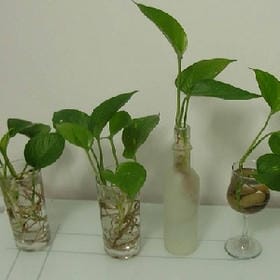 瓦素小怪兽的头像