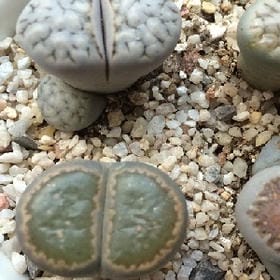 寻一城终老的头像