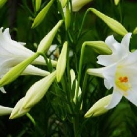 瞪谁谁怀孕的头像