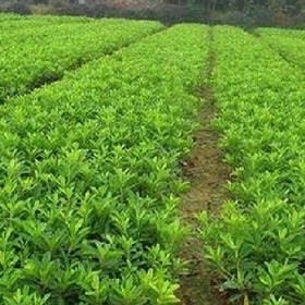 浊酒尽余欢的头像