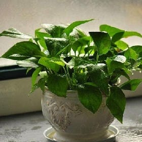 角枕题诗的头像