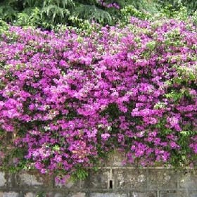 笑灼如花的头像