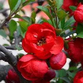冷色紫薔薇的头像