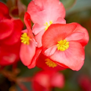 萌萌雨最爱萌的头像