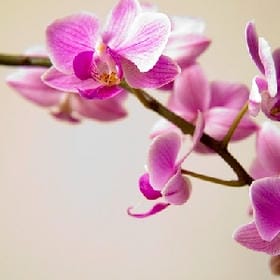 染黛如诗的头像