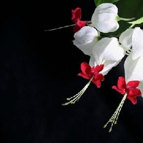 夏末涼薄的头像