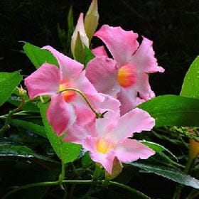 冬致夏陌的头像