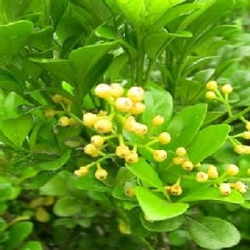 璃心易碎的头像