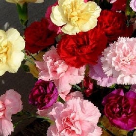 汐染季沫的头像