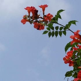 七栀情话的头像