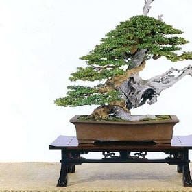 凉薄少女夢的头像