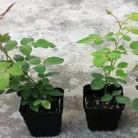 花开蝶相护的头像