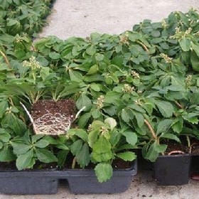 只想嚣张的头像