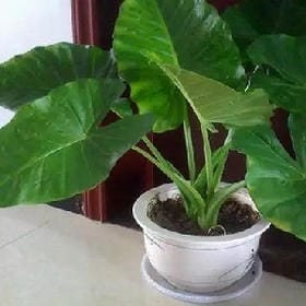 苼勞資說ㄋ匴的头像