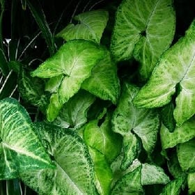 姐的平底锅痛不的头像