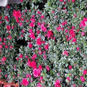 口吻生花的头像