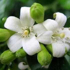 山楂味的诗的头像