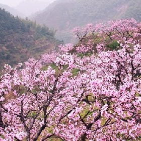 孤久则安的头像