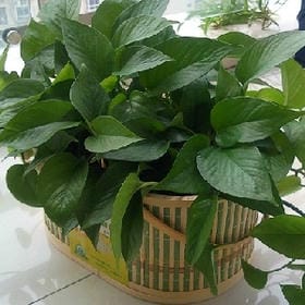 季末烟花的头像