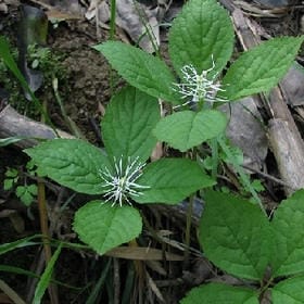 邪性洒脱的头像