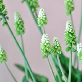 一抹微笑的头像